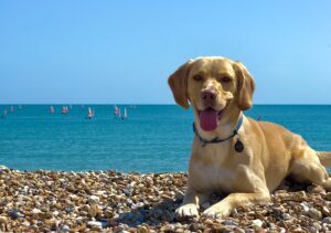Smiling dog on a beach